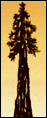 Save Redwoods